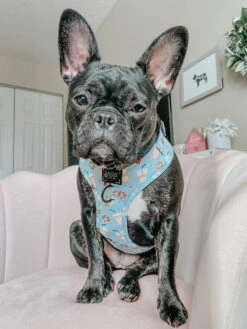 Dog Four Piece Bundle - Sweets & Pawfee -Furfinity Cheap Shop sweets pawfee dog 8 3500cafb 599c 4b32 9a53 026e66064faa