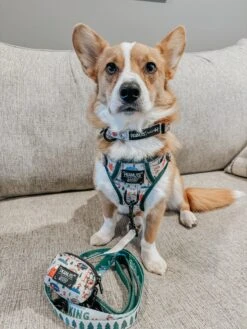 Dog Three Piece Bundle - Peanuts™ Beagle Scouts -Furfinity Cheap Shop taterthecorgi23 1 9e4eb38d 4ba4 4099 abed 413bb5302438