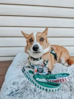 Dog Three Piece Bundle - Peanuts™ Beagle Scouts -Furfinity Cheap Shop taterthecorgi23 4