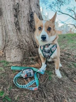 Dog Two Piece Bundle - Peanuts™ Beagle Scouts -Furfinity Cheap Shop taterthecorgi23 6