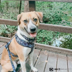 Dog Two Piece Bundle - Batman™ -Furfinity Cheap Shop ted.mutt 4163f398 0928 4063 982b b2cfc1137538