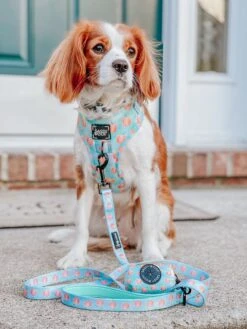 Dog Leash - Peach Please -Furfinity Cheap Shop the.threecavaliers.jpg 2 a33e2ac2 fa33 4436 b3d6 854f84c28b7c