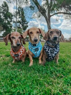 Dog Four Piece Bundle - Blueberry Milk -Furfinity Cheap Shop the doxiesquad 1