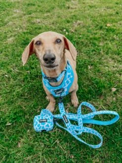 Dog Leash - Blueberry Milk -Furfinity Cheap Shop the doxiesquad 2 6