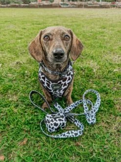 Dog Adjustable Harness - Whole Milk -Furfinity Cheap Shop the doxiesquad 3 6