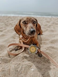 Potty Pal - Sun -Furfinity Cheap Shop the doxiesquad 4