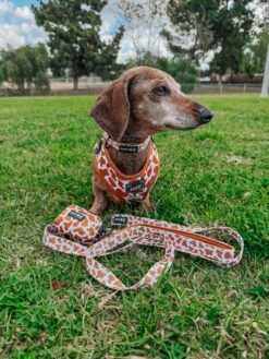 Dog Collar - Chocolate Milk -Furfinity Cheap Shop the doxiesquad 5 4
