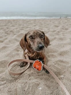 Potty Pal - Dachshund -Furfinity Cheap Shop the doxiesquad 5 f03ff7bc 2c23 4126 ac4e e857ceafed07