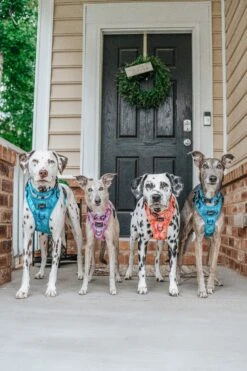 Dog Two Piece Bundle - Tropical Tides -Furfinity Cheap Shop the hero dogs 1 3e3329f7 ced1 48ec adb7 f510aab73fde