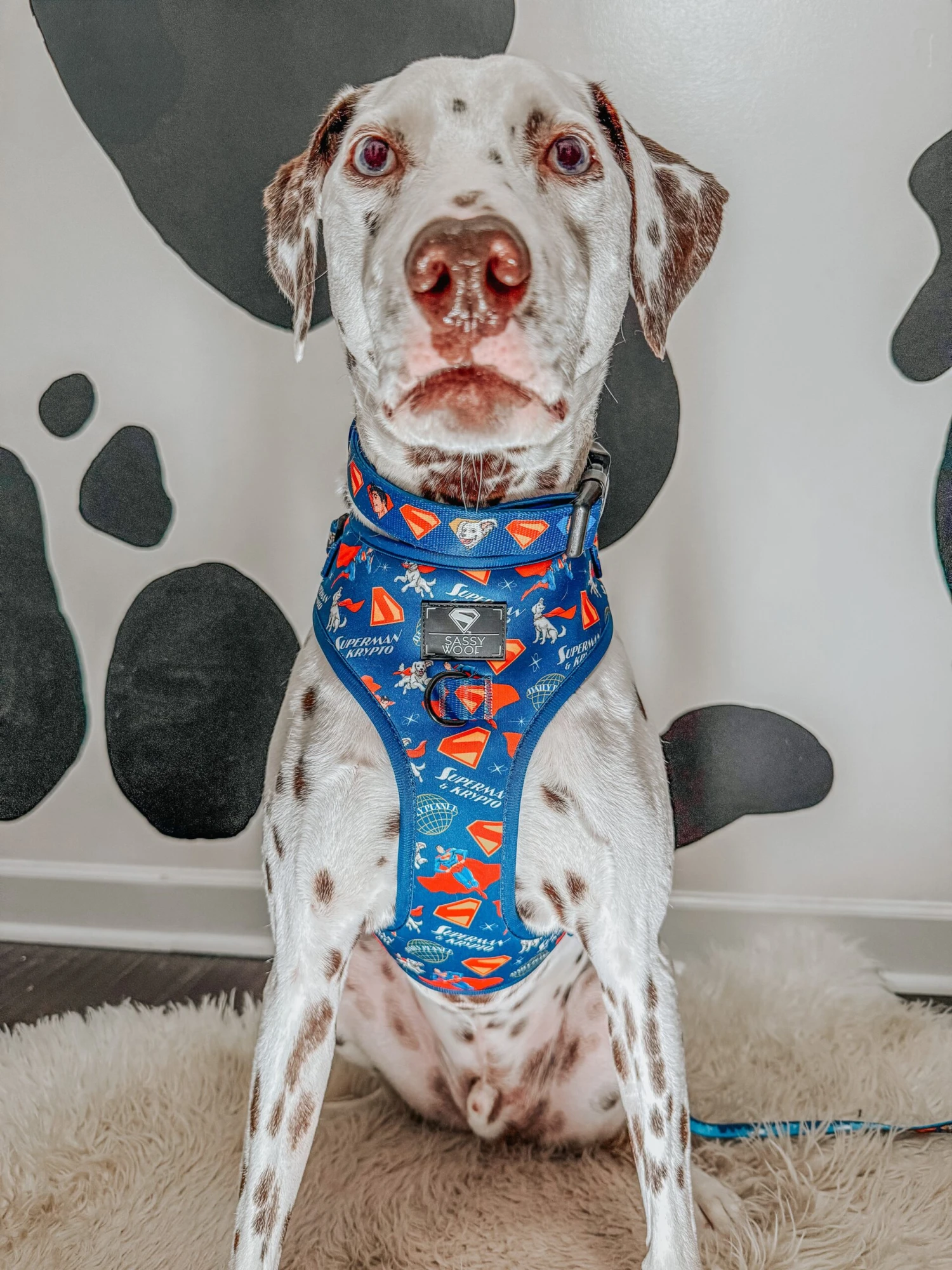 Dog Three Piece Bundle - Superman™ & Krypto™ 13 Dog Three Piece Bundle - Superman™ & Krypto™ - Image 11