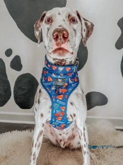 Dog Two Piece Bundle - Superman™ & Krypto™ -Furfinity Cheap Shop the hero dogs 2 75fcd946 ade0 4974 8e2d 0993ed792c63