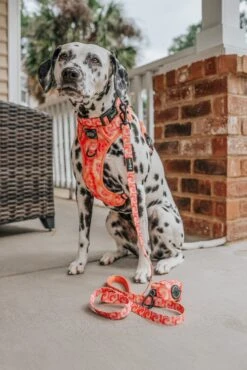 Dog Three Piece Bundle - Summer Sorbet 21 Dog Three Piece Bundle - Summer Sorbet -Furfinity Cheap Shop the hero dogs 3 2ac304b4 1202 415a 859c 7133a642ba81