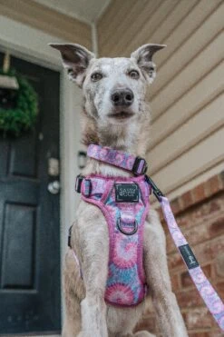 Dog Leash - Purple Haze -Furfinity Cheap Shop the hero dogs 4 037d5955 3c89 4a3f 967e 44474c5862dc