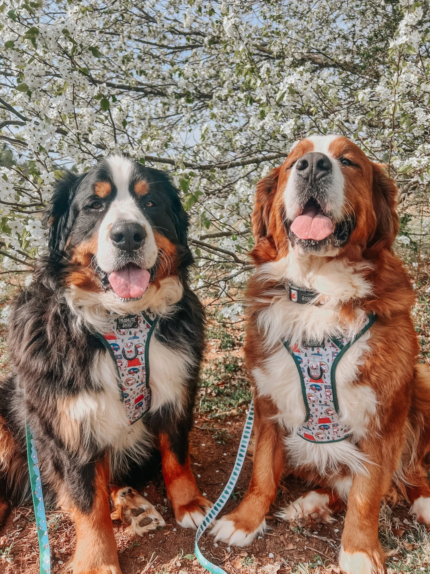 Dog Four Piece Bundle - Peanuts™ Beagle Scouts 22 Dog Four Piece Bundle - Peanuts™ Beagle Scouts - Image 20