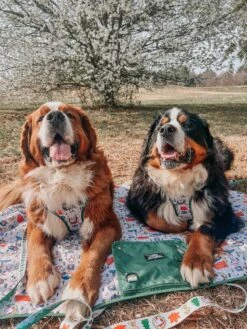 Dog Picnic Blanket - Peanuts™ Beagle Scouts -Furfinity Cheap Shop thebernerboysofsc 2 4518ed16 d684 4426 a21f ea5a27081b37