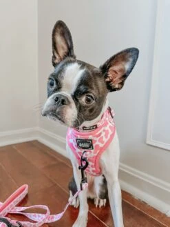 Dog Collar - Strawberry Milk -Furfinity Cheap Shop thechunky and themonkey 4 3e931372 166e 4874 a687 60455e19e154 1