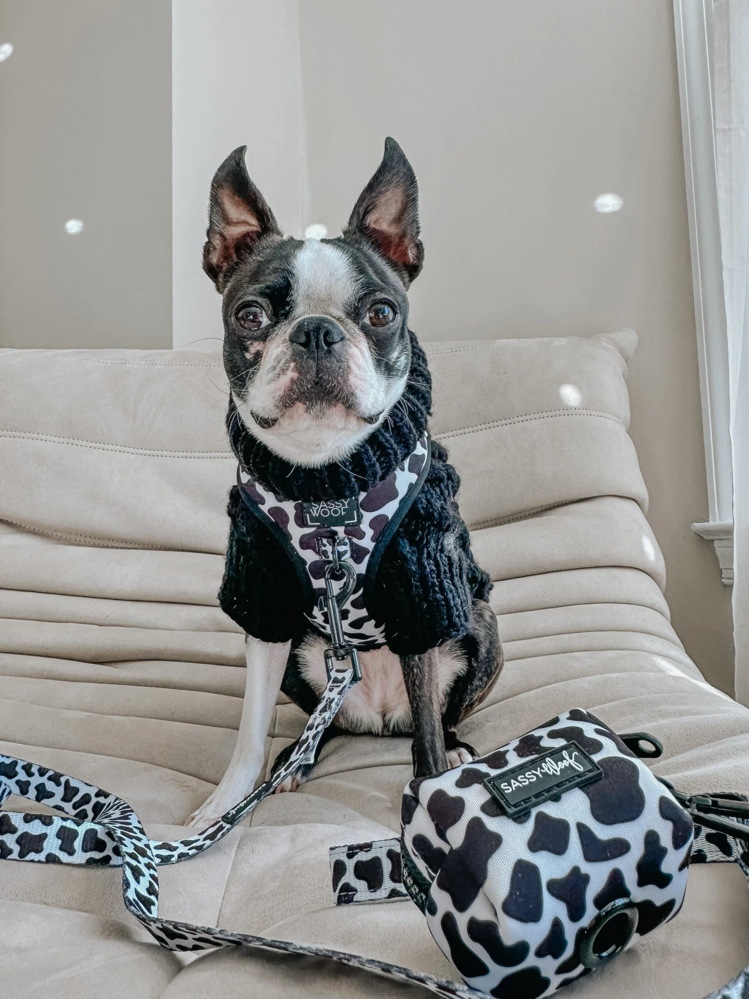 Dog Two Piece Bundle - Whole Milk 11 Dog Two Piece Bundle - Whole Milk - Image 9