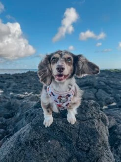 Dog Adjustable Harness - Weens Club -Furfinity Cheap Shop thechurrogram 1 918d83d6 4440 4f6c 8fc2 93892b1d221d