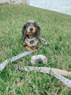 Dog Two Piece Bundle - Spill The Tea -Furfinity Cheap Shop thelunaticdoxiesisters 53bbad16 23ee 4f1e afc6 c1e550b8c041