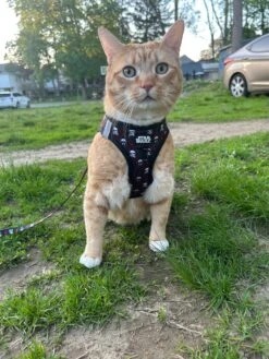 Cat Bundle - STAR WARS™ The Dark Side -Furfinity Cheap Shop theofficialtacosquad 1 1b5e0034 de1a 4f00 81fb 36ae0dc4bc58