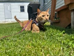 Cat Leash - STAR WARS™ The Dark Side -Furfinity Cheap Shop theofficialtacosquad 2 7448e5b7 6279 4dc4 99b6 cec8d8bae7ce