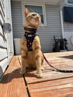 Cat Collar - STAR WARS™ The Dark Side -Furfinity Cheap Shop theofficialtacosquad 3 2a4d1da0 8549 4013 adaa c31a07ff1a8f