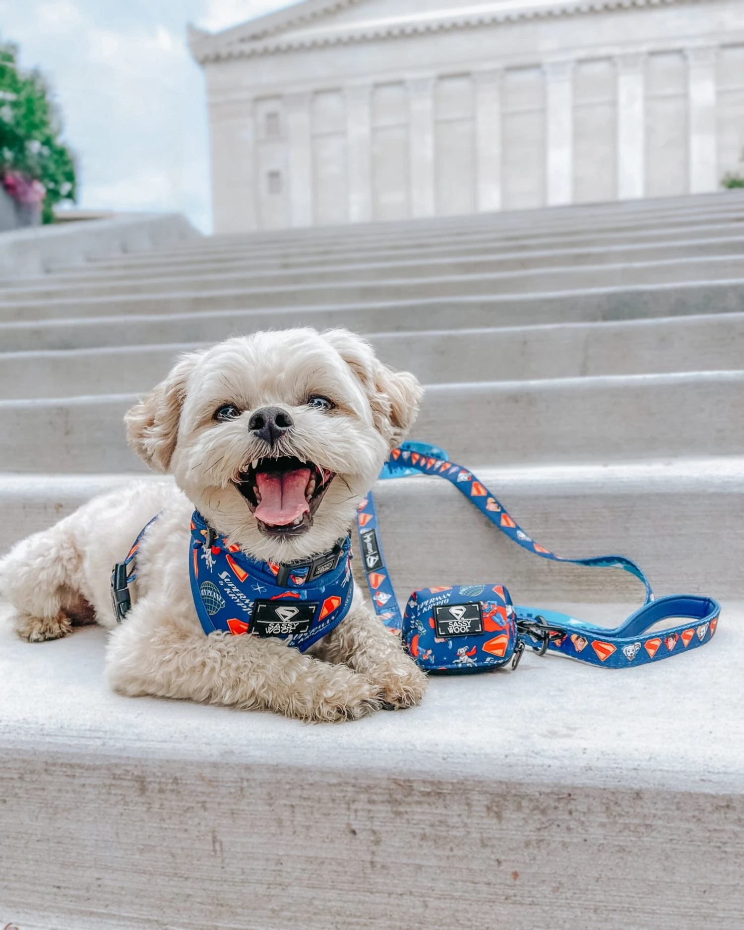 Dog Three Piece Bundle - Superman™ & Krypto™ 10 Dog Three Piece Bundle - Superman™ & Krypto™ - Image 8