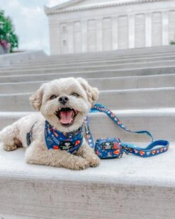 Dog Waste Bag Holder - Superman™ & Krypto™ -Furfinity Cheap Shop thepupnamedpj 3 53be64c1 09a9 4fec aa55 8ea1de51e066