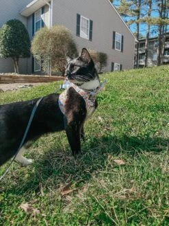 Cat Bundle - Good Duck, Babe! 22 Cat Bundle - Good Duck, Babe! -Furfinity Cheap Shop thesuitlife co 1