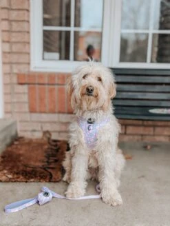 Dog Adjustable Harness - Fleur De Sass -Furfinity Cheap Shop thesweetestpupbyhoney LhMc e1b646f7 9cd1 4e14 9081 1df5dc610bea