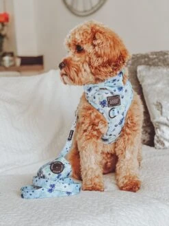 Dog Leash - Berry Sassy -Furfinity Cheap Shop theteddietales.jpg 3