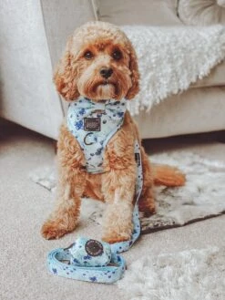 Dog Waste Bag Holder - Berry Sassy -Furfinity Cheap Shop theteddietales.jpg 7 f58670c0 aeef 4d70 b881 9235414694c1