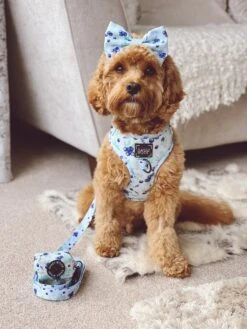 Dog Leash - Berry Sassy -Furfinity Cheap Shop theteddietales a84ade91 d30e 4f4a 8907 b35051fea1a5