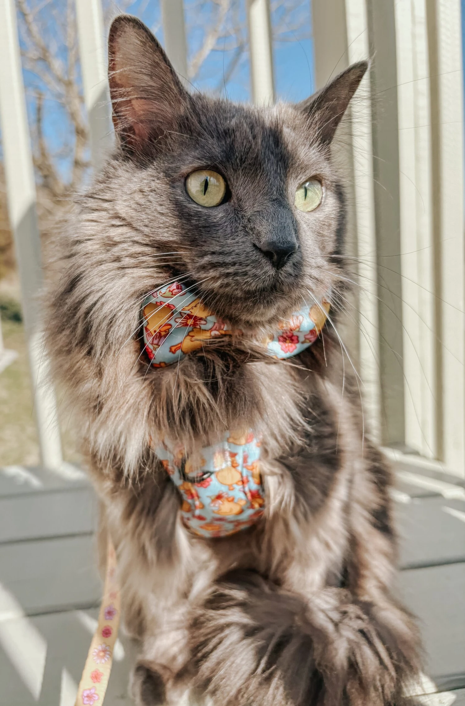 Cat Bowtie - Good Duck, Babe! 10 Cat Bowtie - Good Duck, Babe! - Image 8