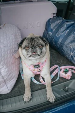 Dog Two Piece Bundle - Out Of Office -Furfinity Cheap Shop two pugz 2