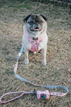 Dog Leash - Out Of Office -Furfinity Cheap Shop two pugz 3 32113421 eea9 4ead 8795 521b821d26e1