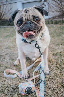 Three Piece Bundle - Good Duck, Babe! -Furfinity Cheap Shop two pugz 4