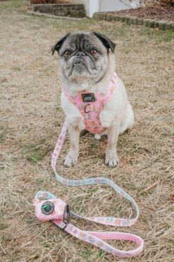 Dog Four Piece Bundle - Out Of Office -Furfinity Cheap Shop two pugz 5