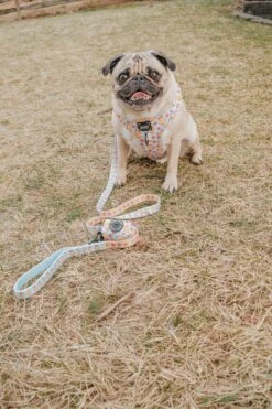 Dog Two Piece Bundle - Good Duck, Babe! -Furfinity Cheap Shop two pugz 6 9533d37c ec7b 46fa 94b7 88007df295c3