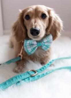 Dog Leash - Wag Your Teal -Furfinity Cheap Shop untitled 0209