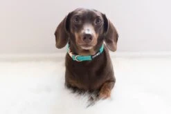 Dog Collar - Wag Your Teal -Furfinity Cheap Shop untitled 0577