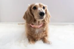 Dog Collar - Dolce Rose -Furfinity Cheap Shop untitled 0650