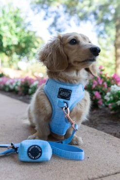 Dog Four Piece Bundle - Blumond -Furfinity Cheap Shop untitled 1447