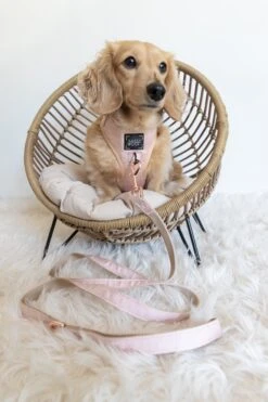 Dog Leash - Pinot -Furfinity Cheap Shop untitled 1705 2