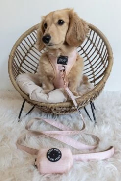 Dog Four Piece Bundle - Pinot -Furfinity Cheap Shop untitled 1715 2