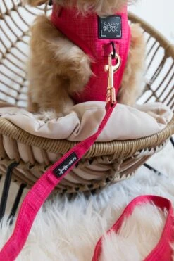 Dog Leash - Merlot 22 Dog Leash - Merlot -Furfinity Cheap Shop untitled 1820 2