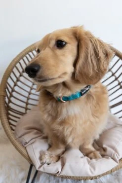 Dog Collar - Napa -Furfinity Cheap Shop untitled 1848