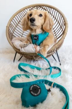 Dog Four Piece Bundle - Napa -Furfinity Cheap Shop untitled 1888