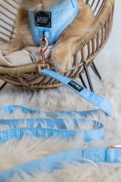 Dog Leash - Blumond -Furfinity Cheap Shop untitled 1952