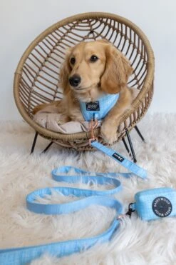 Dog Four Piece Bundle - Blumond -Furfinity Cheap Shop untitled 1963 ba993fb0 c8e7 403c ad4b 1318b44dccaa